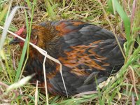 favorite hen.jpg