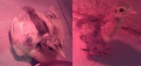 new_peachicks.jpg