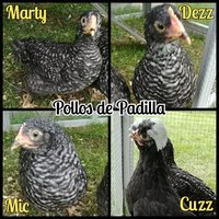 Chick Grid.jpg