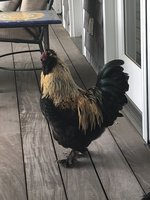 96E27F08-1309-4C2E-96FD-48F21993D0BB.jpeg