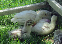 turkey chick siblings.jpg