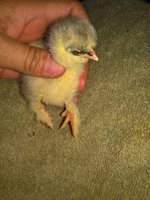WP_20180607_20_13_19_Pro.jpg