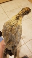 20180606_204054.jpg
