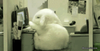 80E28096-BEC9-4316-88E5-EE7165AFC3B0.gif