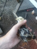 20180607_191315.jpg