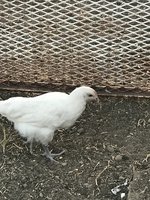 2CC21905-0623-45E5-8C3E-768136FBEA50.jpeg