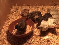 3 weeks old c.jpg