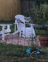 Enjoying the adirondack chair.jpg