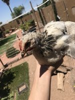 014E257B-0084-46EE-ACE8-8AF1720AB34F.jpeg