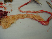 roundworm_2.jpg