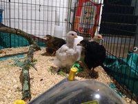 IMG_20180604_202644392.jpg