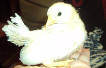 SassyWhitepullet1.jpg SassyWhitepullet1.jpg