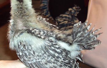 Tigerpullet1.jpg Tigerpullet1.jpg