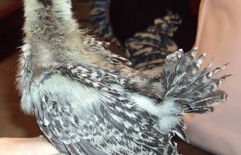 Tigerpullet1.jpg