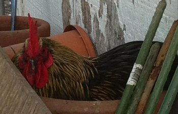 41679_fracknesting.jpg 41679_fracknesting.jpg