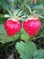 IMG_20180610_154911.jpg