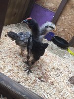 IMG_3477.jpeg