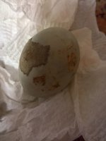 WP_20180610_19_46_41_Pro.jpg