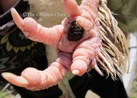 Windy-Bumblefoot-The-Chicken-Chick.jpg