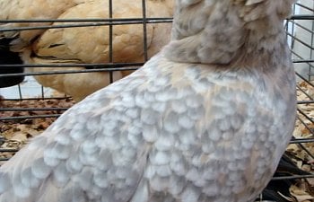 Chicken15.jpg Chicken15.jpg