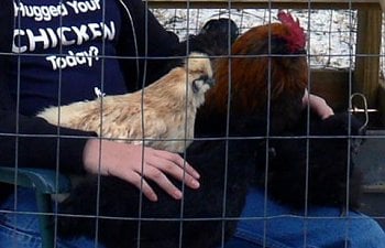 28462_silkie-hug-sm.jpg 28462_silkie-hug-sm.jpg
