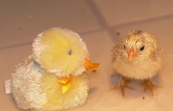 sammy-peep-sm.jpg sammy-peep-sm.jpg