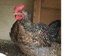 Chicken Identify.jpg