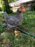 IMG_2794.jpeg