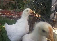 20180610_130138-1.jpg