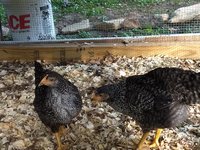 IMG_20180611_185047521.jpg