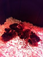 chicks.jpg