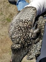 barnie hen feather wing.jpg barnie hen feather wing.jpg