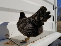 barnie hen rear ban.jpg barnie hen rear ban.jpg