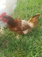 20180612_083349.jpg
