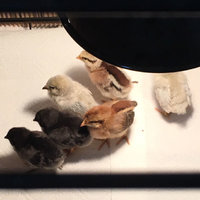 day1-chicks.jpg