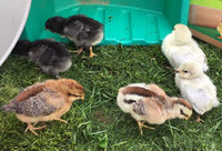 2-days-later-chicks.jpg