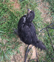 4-week-chicks1.jpg