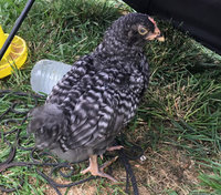 4-week-chicks2.jpg