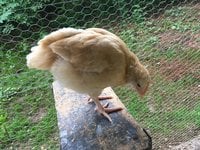 6B065B9E-1B83-4564-98BD-96C75FE2E795.jpeg