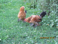 IMG_0417 (1).JPG