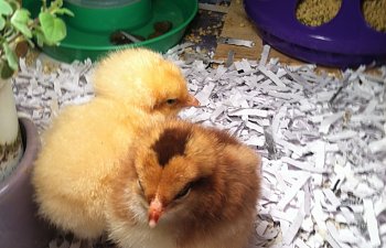 Tips for Shopping for your Flock