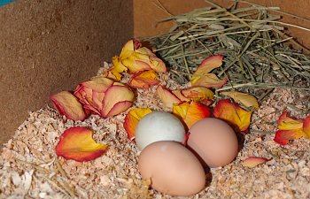 How to Make Nest Boxes More Enjoyable