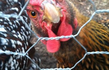 How to Pick the Right Chicken Breeds for You