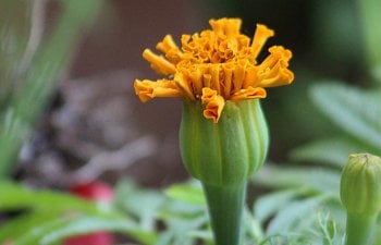 Why I Love Marigolds!