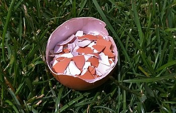 Eggshells for Laying Hens