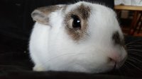 bunny.jpg