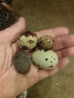 20180614_205338.jpg