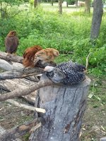 20180614_184817.jpg