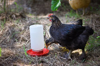 chicks7weeksblog.10.jpg