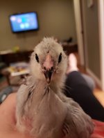 20180614_215237.jpg